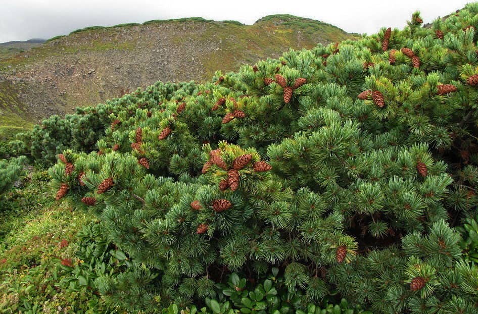 Taiga plants