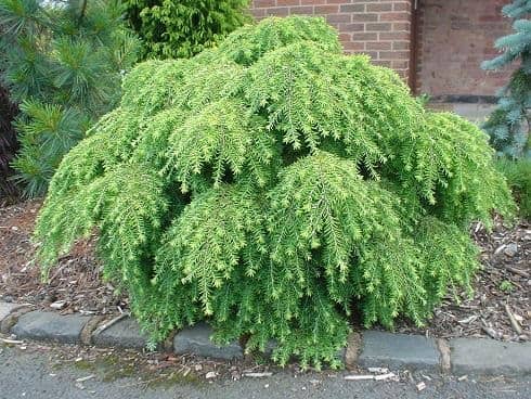Taiga plants