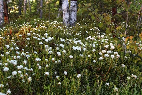 Taiga plants