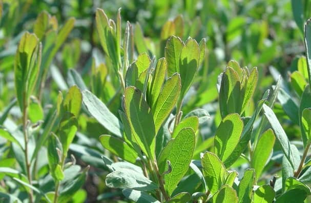 Taiga plants