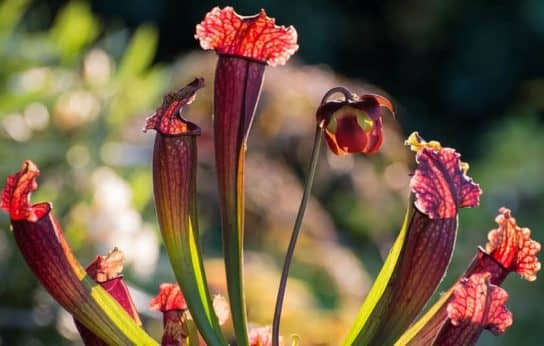 Planta Sarracenia - características estructurales Sarracenia