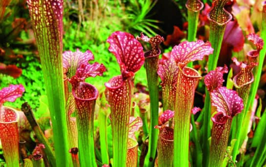 Planta carnívora Sarracenia - descripción Sarracenia