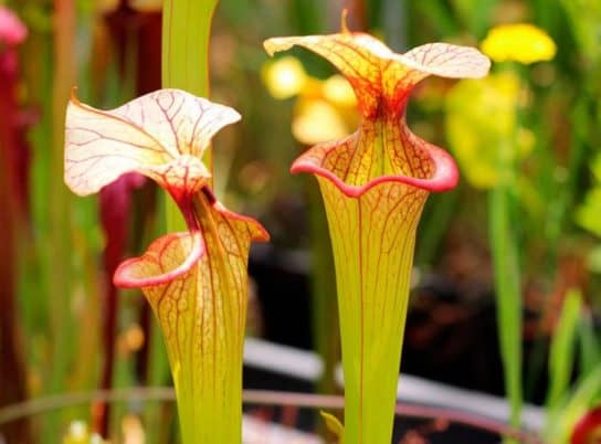 Planta insectívora Sarracenia - foto Sarracenia