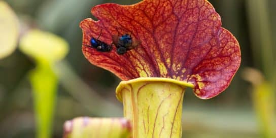 Sarracenia - lo que come una planta depredadora Sarracenia