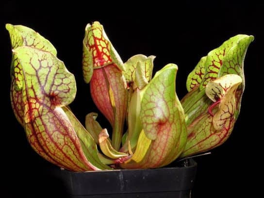 Flor de sarracenia - cuidado en el hogar Sarracenia