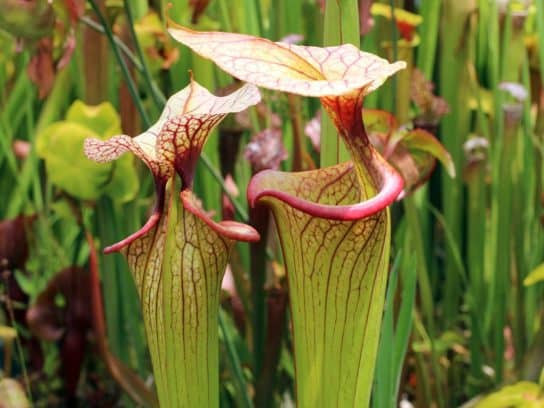 Planta de Sarracenia - donde crece Sarracenia
