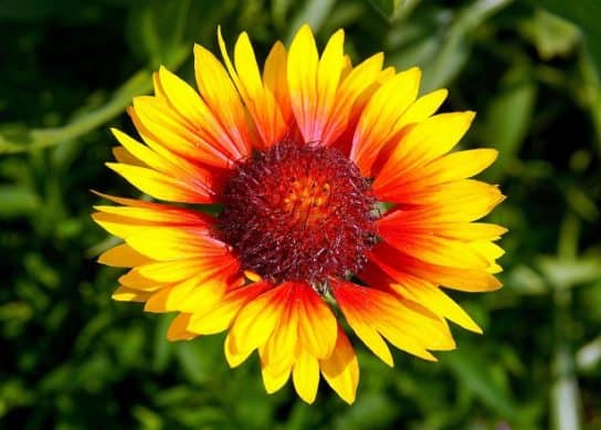 Plantes composites (aster)