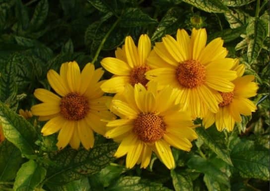 Plantes composites (aster)