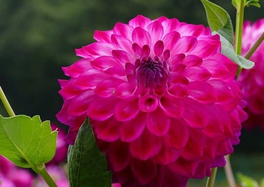 Plantes composites (aster)