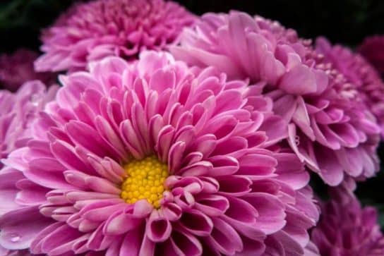 Plantes composites (aster)