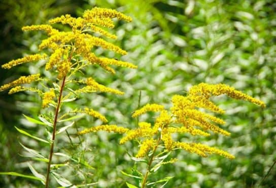 Plantes composites (aster)