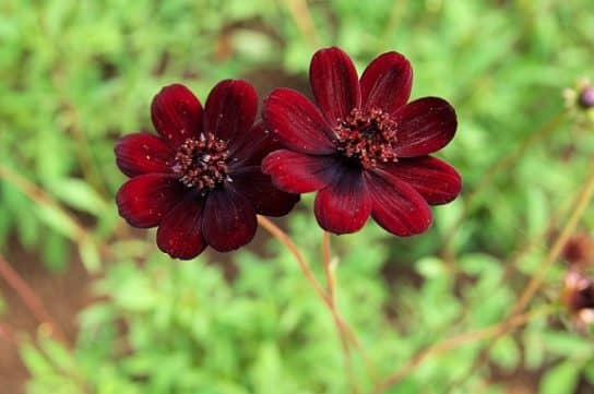 Plantes composites (aster)