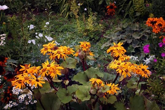 Plantes composites (aster)