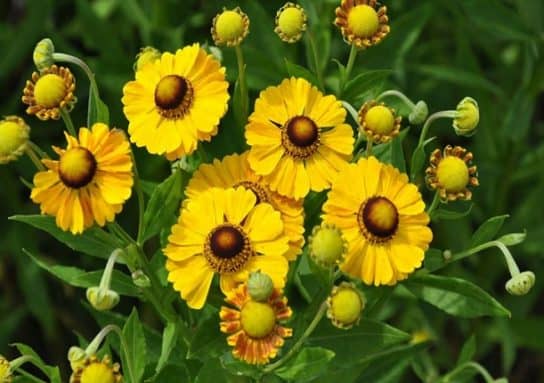 Plantes composites (aster)