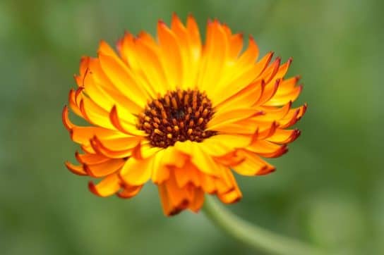 Plantes composites (aster)
