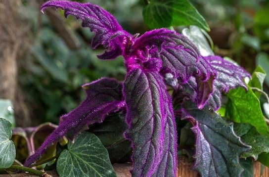 Plantes composites (aster)