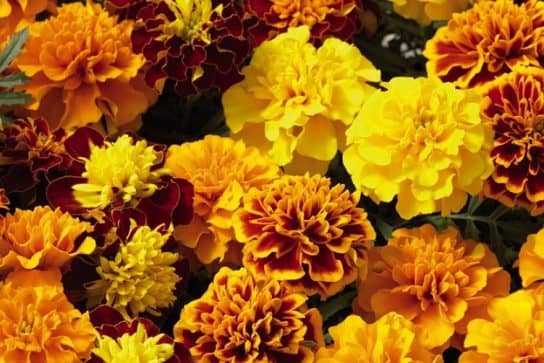 Plantes composites (aster)