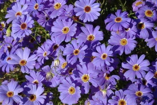 Plantes composites (aster)