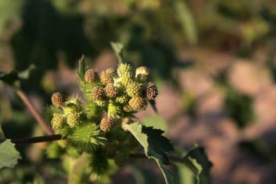Plantes composites (aster)