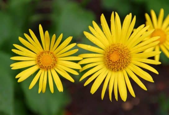 Plantes composites (aster)
