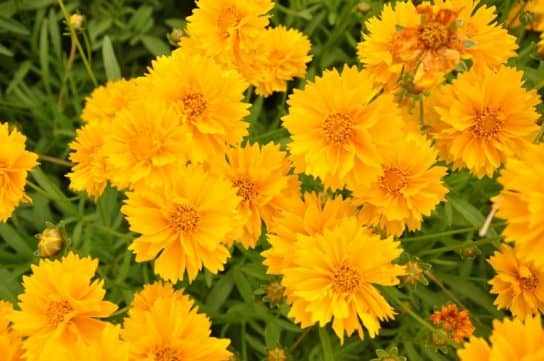 Plantes composites (aster)