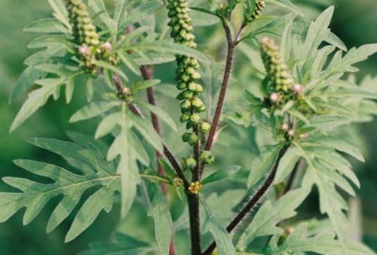 Plantes composites (aster)
