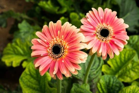 Plantes composites (aster)