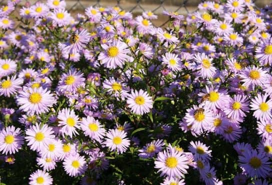 Plantes composites (aster)
