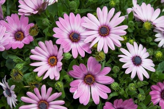 Plantes composites (aster)