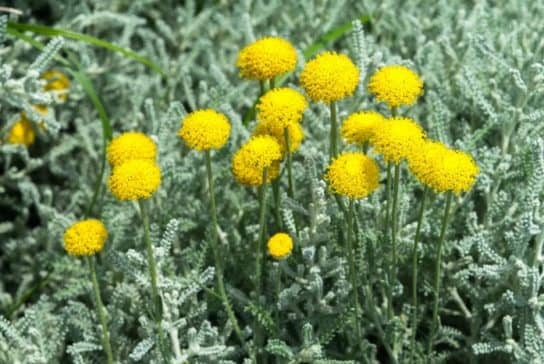 Plantes composites (aster)