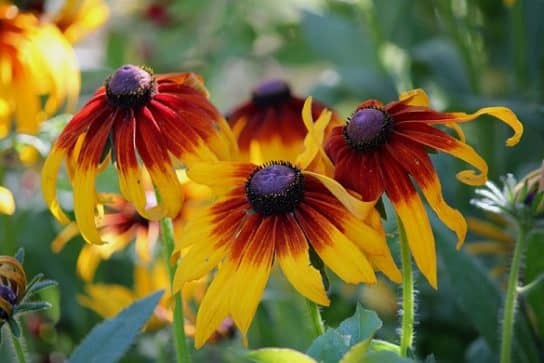 Plantes composites (aster)