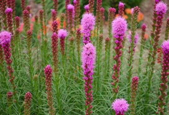 Plantes composites (aster)