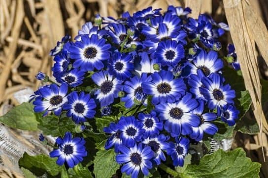Plantes composites (aster)