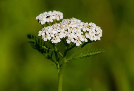 Plantes composites (aster)