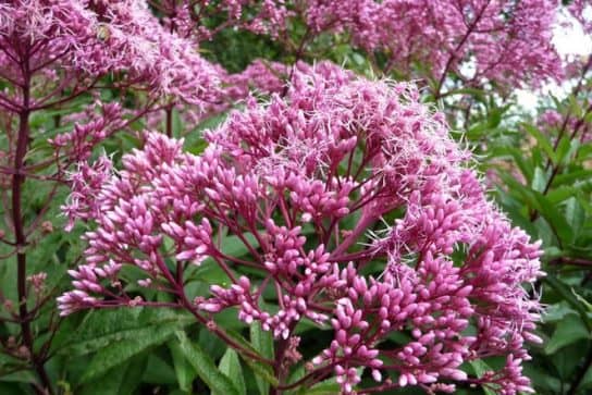 Plantes composites (aster)