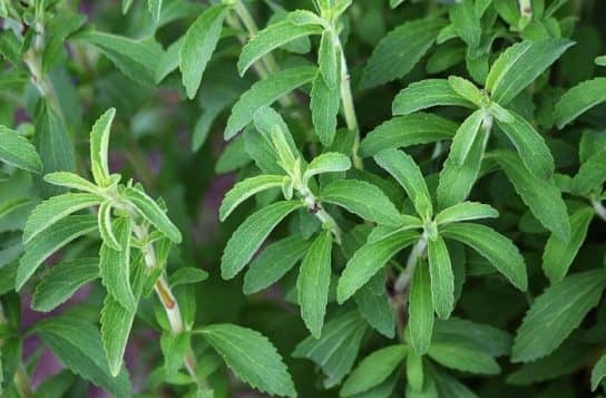 Plantes composites (aster)