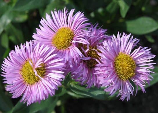 Plantes composites (aster)