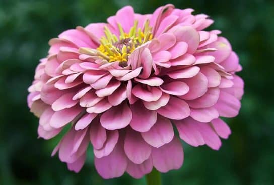 Plantes composites (aster)