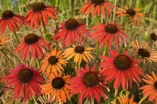 Plantes composites (aster)