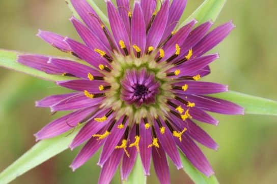 Plantes composites (aster)