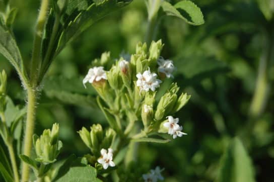 Stevia