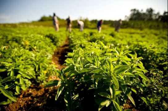 Stevia