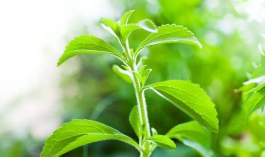Stevia