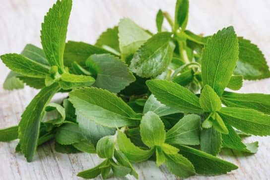 Stevia