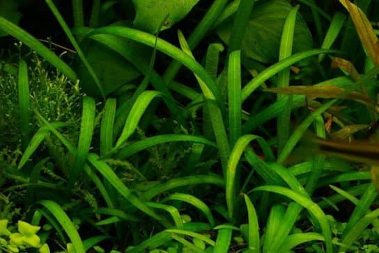 Arrowhead (saggitaria)