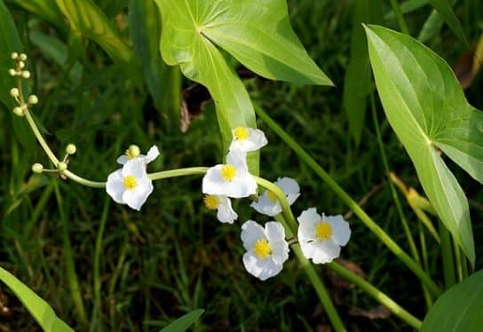 Arrowhead (saggitaria)