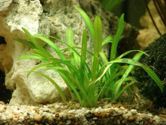 Arrowhead (saggitaria)