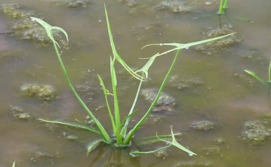 Arrowhead (saggitaria)