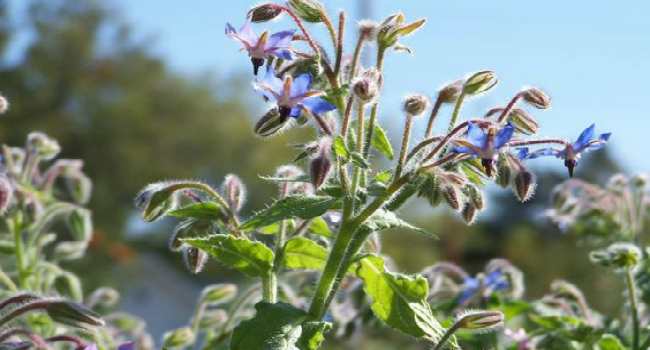 Borago cucumber herb beneficial properties application