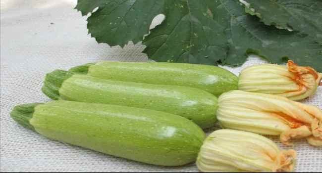 Abobrinhas que s&atilde;o &uacute;teis para a composi&ccedil;&atilde;o corporal de calorias